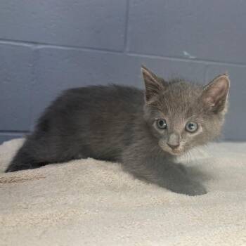 Penny -  Domestic Short Hair Cat for Adoption in Cabot, Arkansas - Penny | PetCurious