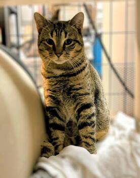 Rescue Domestic Short Hair Cats for Adoption in West Nyack, New York - Red Sonya | PetCurious