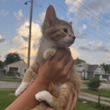 Dr. Pepper -  Domestic Short Hair Cat for Adoption in Carmel, Indiana - Dr. Pepper | PetCurious