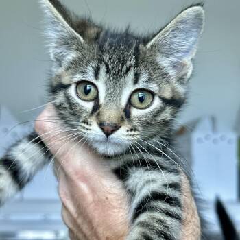 Evan -  Domestic Short Hair Cat for Adoption in Matteson, Illinois - Evan | PetCurious