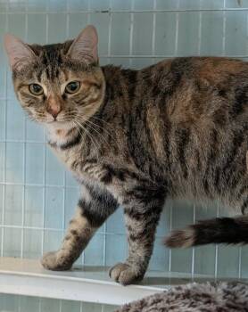 Domestic Short Hair Cats Available for Adoption in Kingsland, Georgia - Louise | PetCurious