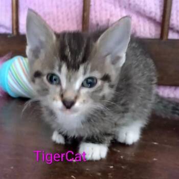TigerCat -  Domestic Short Hair Cat for Adoption in Grand Rapids, Minnesota - TigerCat | PetCurious