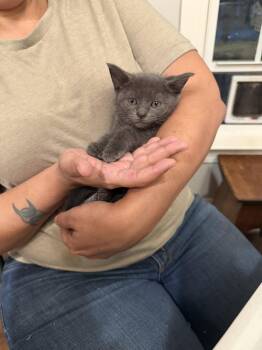 Russian Blue Cats Available for Adoption in Camden, South Carolina - Sonesta (Available For Pre-adoption) | PetCurious