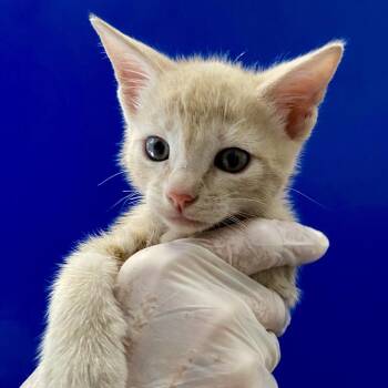 Roy -  Domestic Medium Hair Cat for Adoption in Lakewood, California - Roy | PetCurious