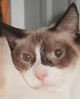 Siamese Cats Available for Adoption - 5149242 | PetCurious