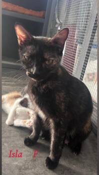 Domestic Short Hair Cats Available for Adoption in Darien, Georgia - Isla | PetCurious