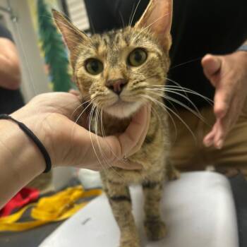 Fae -  Domestic Short Hair Cat for Adoption in Lufkin, Texas - Fae | PetCurious