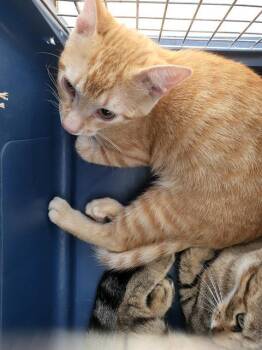 CHESHIRE -  Domestic Long Hair Cat for Adoption in Dallas, Texas - CHESHIRE | PetCurious
