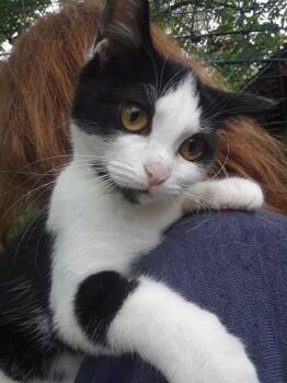 Rescue Domestic Short Hair Cats for Adoption in Millerton, Pennsylvania - Starlink | PetCurious