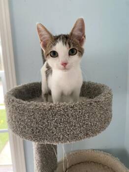 Kiri -  Domestic Short Hair Cat for Adoption in Cumming, Georgia - Kiri | PetCurious