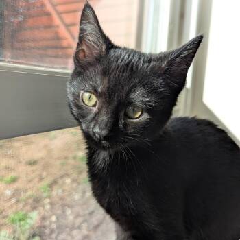 Domestic Short Hair Cats Available for Adoption - Pepa | PetCurious