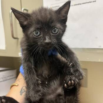 Dusty Hill 5298 -  Domestic Short Hair Cat for Adoption in Hamilton, Georgia - Dusty Hill 5298 | PetCurious