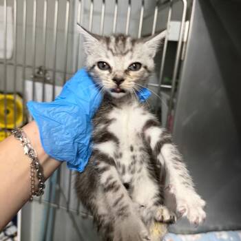 Nabs -  Domestic Short Hair Cat Available for Adoption in Summerville, South Carolina - Nabs | PetCurious