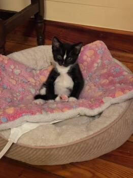 Extenuating Circumstances -  Domestic Short Hair Cat for Adoption in Camden, South Carolina - Extenuating Circumstances | PetCurious