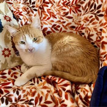 Tebla - Ukraine -  Domestic Short Hair Cat for Adoption in Fairfax Station, Virginia - Tebla - Ukraine | PetCurious