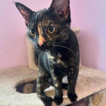 Rescue Tortoiseshell Cats for Adoption in Berkeley Springs, West Virginia - Blanche | PetCurious
