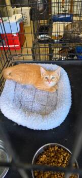 Peter -  Domestic Long Hair Cat for Adoption in Crossville, Tennessee - Peter | PetCurious