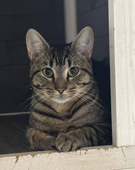 Rescue Domestic Short Hair Cats for Adoption in Melbourne, Arkansas - El Tigre | PetCurious