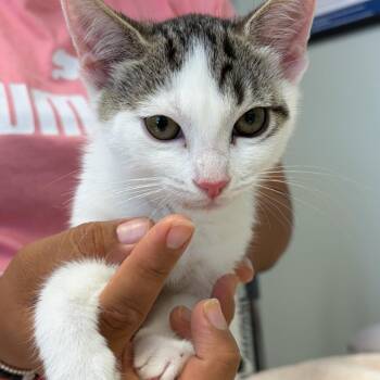 Rosa -  Domestic Short Hair Cat for Adoption in Cumming, Georgia - Rosa | PetCurious