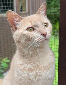 Rescue Domestic Short Hair and Tabby Cats for Adoption in Chertsey, Quebec - Tina | PetCurious