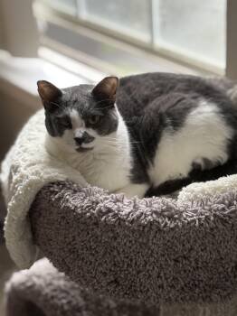 Rescue Domestic Short Hair Cats for Adoption in Warrington, Pennsylvania - Mouse | PetCurious