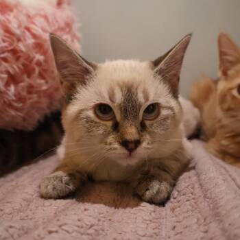 Snowy -  Domestic Short Hair Cat for Adoption in Saint Charles, Missouri - Snowy | PetCurious