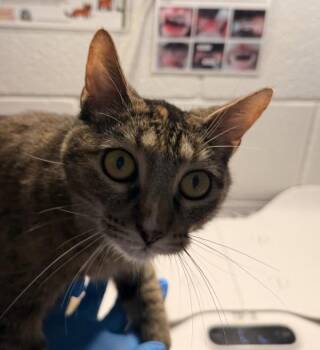 Sally -  Domestic Short Hair Cat for Adoption in Golden, Colorado - Sally | PetCurious