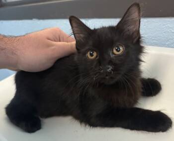 Rescue Domestic Medium Hair Cats for Adoption in Lawrenceville, Georgia - Sf 26 | PetCurious