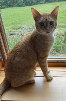 Rescue Domestic Short Hair Cats for Adoption - OTIS | PetCurious