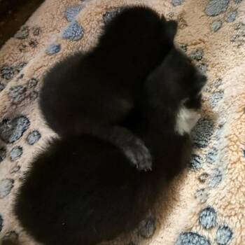 Frack in Lutherville, MD -  Domestic Short Hair Cat for Adoption - Frack In Lutherville, MD | PetCurious