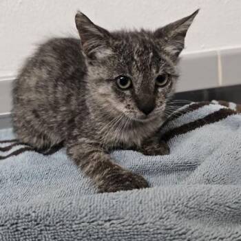 Woozel -  Domestic Short Hair Cat for Adoption in Austin, Texas - Woozel | PetCurious