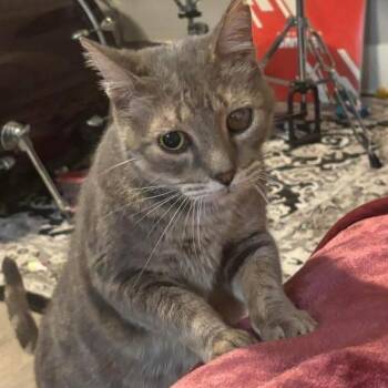 Domestic Short Hair Cats Available for Adoption - Baby Boy | PetCurious