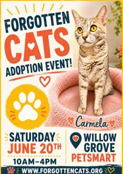 Willow Grove PS Adoption Event June 20 -  Domestic Short Hair Cat for Adoption in Greenville, Delaware - Willow Grove PS Adoption Event June 20 | PetCurious