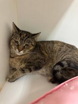Flower (Watauga) -  Domestic Short Hair Cat for Adoption in Johnson City, Tennessee - Flower (Watauga) | PetCurious
