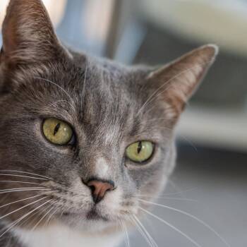 Gray Baby -  Domestic Short Hair Cat for Adoption in Fairfax Station, Virginia - Gray Baby | PetCurious