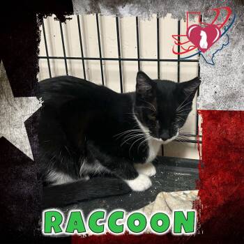 Rescue Domestic Short Hair Cats for Adoption in Kingman, Arizona - Raccoon | PetCurious