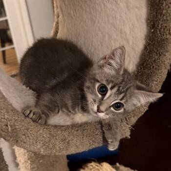 Leo VanDeusen -  Domestic Short Hair and Tabby Cat for Adoption in Morrison, Colorado - Leo VanDeusen | PetCurious