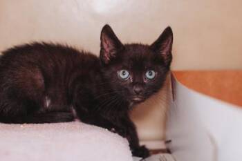93077a Elliot -  Domestic Short Hair Cat for Adoption in North Charleston, South Carolina - 93077a Elliot | PetCurious