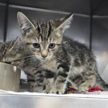 Berry Blue 26-0172 -  Domestic Short Hair Cat for Adoption in Yanceyville, North Carolina - Berry Blue 26-0172 | PetCurious