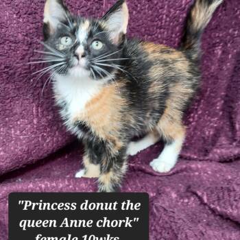 Princess Donut the Queen Anne chork -  Domestic Short Hair Cat for Adoption in New Tazewell, Tennessee - Princess Donut The Queen Anne Chork | PetCurious