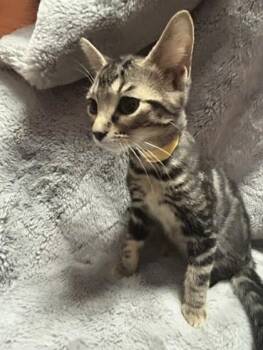 Tippy -  Domestic Short Hair Cat for Adoption in Erin, Ontario - Tippy | PetCurious