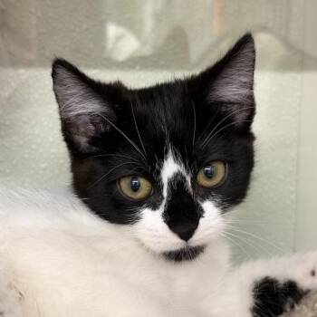 Salami -  Domestic Short Hair Cat for Adoption in Colorado Springs, Colorado - Salami | PetCurious