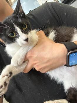 Suzie -  Domestic Short Hair Cat for Adoption in Thousand Oaks, California - Suzie | PetCurious