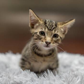 Theodore -  Domestic Short Hair Cat for Adoption in Gainesville, Georgia - Theodore | PetCurious