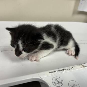 Pickles -  Domestic Short Hair Cat for Adoption in Pasadena, California - Pickles | PetCurious