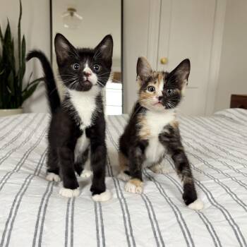 Domestic Short Hair Cats Available for Adoption - Tres Leches + Alfajor | PetCurious