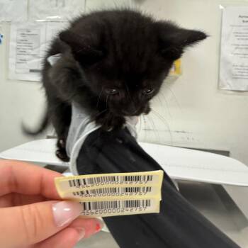 Go Fish -  Domestic Medium Hair Cat for Adoption in Charleston, West Virginia - Go Fish | PetCurious