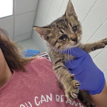 Johnson (yellow collar) -  Domestic Short Hair Cat for Adoption in Chattanooga, Tennessee - Johnson (yellow Collar) | PetCurious