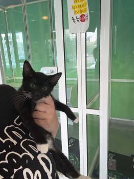 American Shorthair Cats Available for Adoption in Barboursville, West Virginia - Chuckie Finster | PetCurious