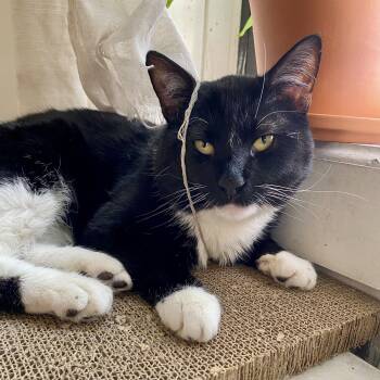Domestic Short Hair Cats Available for Adoption - Tommy | PetCurious